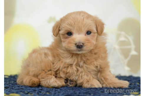 成約済の千葉県のマルプー:マルチーズ×トイプードル-226752の3枚目